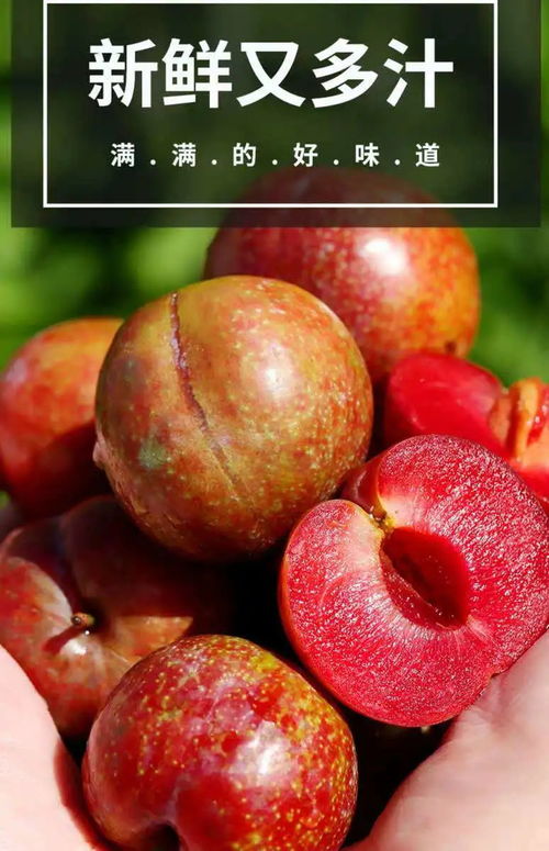 夏日第一口鮮甜 當季青脆紅心三華李，新鮮上市的應季優選
