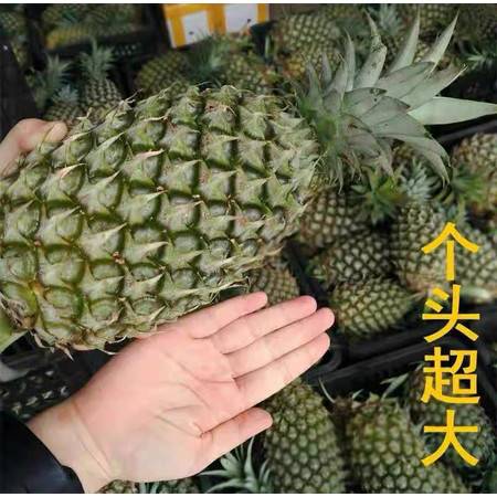 爆甜多汁，金鉆鳳梨大果 來自產地的當季新鮮之選